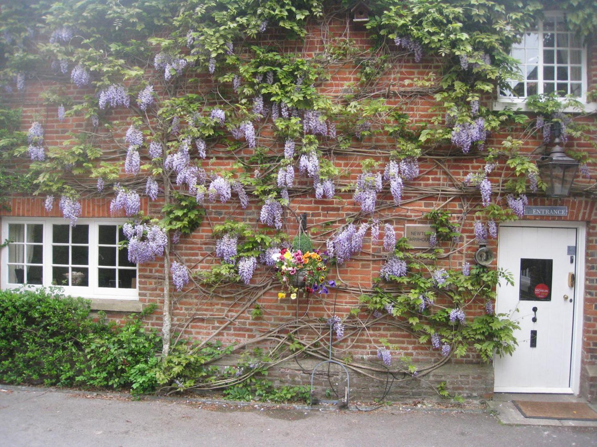 Newton Farmhouse Whiteparish Buitenkant foto